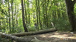 The Forest Floor Got2Pee