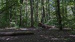 Woodland Piss 1080p Got2Pee