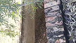Village unsatisfied bhabhi fingering