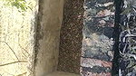 Village unsatisfied bhabhi fingering