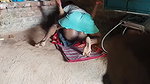 Village Bhabhi Ki Chudai in Hindi Sundar Bhabhi Ji