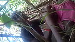 Fucking in jungle