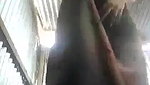 Desi Village Girl Showing And Fingering