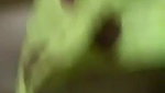 Desi village aunty shw her nude