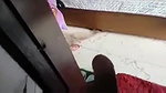 Funny dick flash