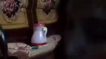 Bengali big boobs girl giving blowjob