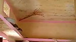 Village boy fucking his mature bhabhi