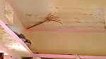 Village boy fucking his mature bhabhi