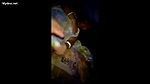 desi super hot bhabhi in hotel enjoying with young guy boobs and nips exposed with hindi audio