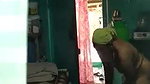 bhabhi Hidden cam record mms
