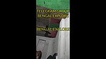 Sonagachi fucking video