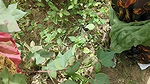 Bhabhi’s Hot Sex in This Cotton Field, Indian Village Bhabhi in the Jungle