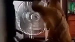 Desi village bhabi spy video