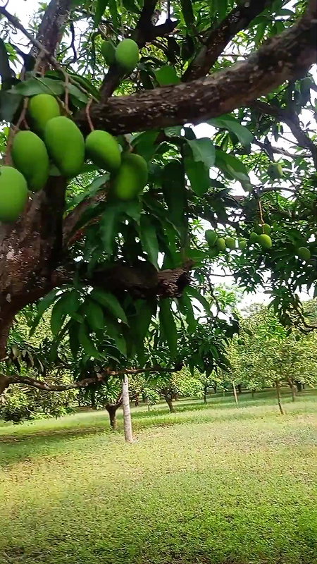 দৌলতদিয়া পল্লীর নতুন ভিডিও   দরদাম করা নিজেই দেখুন   Daulatdia Polli new video 2025