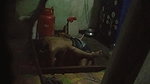 Couple Fucking Secretly captured