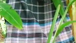 Roted,Bengali village wife quck fucking with devar