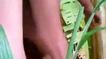 Roted,Bengali village wife quck fucking with devar