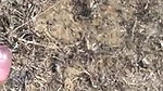 Desi villae bhabi fucking outdoor