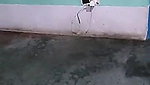 Mampi Bhabhi Hot Tango Live