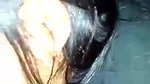 Manipur Girl Fucked