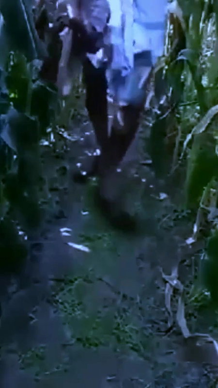 Desi village bhabi fucking with old father in lw in field