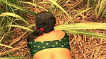 Sexy Bhabhi Ki Chudai Sugarcane Ke Khet Mein Indian Sex Video