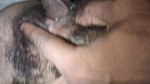 Desi bhabhi hot videos indian girl boyfriend