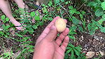 Picking wild Fruits and Eat