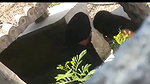 Punjabi lover sex capture