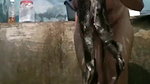 Beautiful Sexy Milf Bhabhi Bathing 2 Videos 2