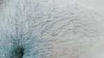 nipa