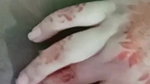 afura