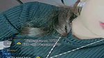 Mix chamet collection- 293