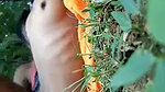 Desi lover fucking  Jungle