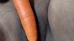 Desi sexy stepsister insert deep inside pussy in carrot