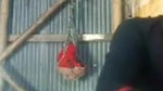 Desi village bhabi show her pussy