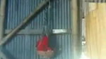 Desi village bhabi show her pussy