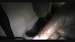 094759-black cuckolding – sissyhorns.com_e66f4ea1