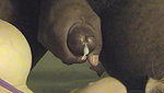 BBC Impregnates Older Wife Emily Devine in front of Her Cuckold_fb349e95