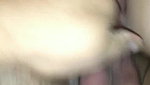 Black Dude Creampies Katie Kox Then Her Cuckold Licks The BBC Creampie_95e784c9
