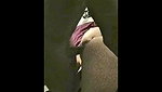 Brunette cuckolds in group for cum on ass_85f452ad