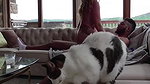 Cuckold Husband Cums Early While Wife Gets Fucked In Front Of Him_4d0c7e29