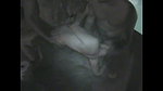 cuckold sessions_2e67d465