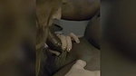 CuckoldSessions – Brunette Hotwife Cucks Her Husband Slaps His Cock And Fucks A Big Dick_5f75e843