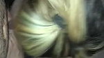 Hot Brunette Gets Blacked While Her Cuckold Boyfriend039_s on a Leash_5eb30895