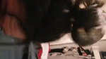Vlaerito POV cuckold_0160a940
