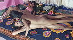 Two Step Sister fuck with Two guys very well enjoy At home sex bengali Two couples Deshi Sex bengali