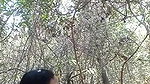 Indian Lover OutDoor Fucking