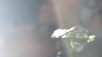Cute Girl Blowjob In Jungle