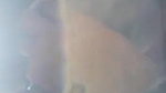 Cute Girl Blowjob In Jungle